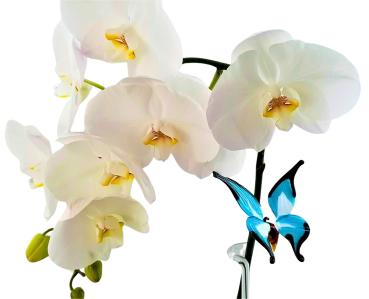Preview: höhenverstellbarer Orchideenstab, Schmetterling (weiß-blau-schwarzer Rand) Preview: höhenverstellbarer Orchideenstab, Schmetterling (weiß-blau-schwarzer Rand)
